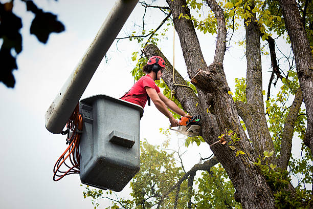 Best Hazardous Tree Removal  in Elk Grove, CA